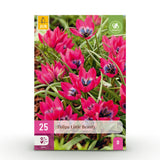 Tulipe botanique Little Beauty - calibre 6/+