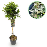 Groen boutiQ - Tuinplant - Euonymus fortunei Harlequin - Plant op stam - Terras Plant - Bladhoudend - Weinig Onderhoud - Pot 19cm Hoogte 90cm