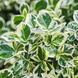 Groen boutiQ - Tuinplant - Euonymus fortunei Emerald Gaiety - Plant op stam - Terras Plant - Bladhoudend - Weinig Onderhoud - Pot 19cm Hoogte 90cm