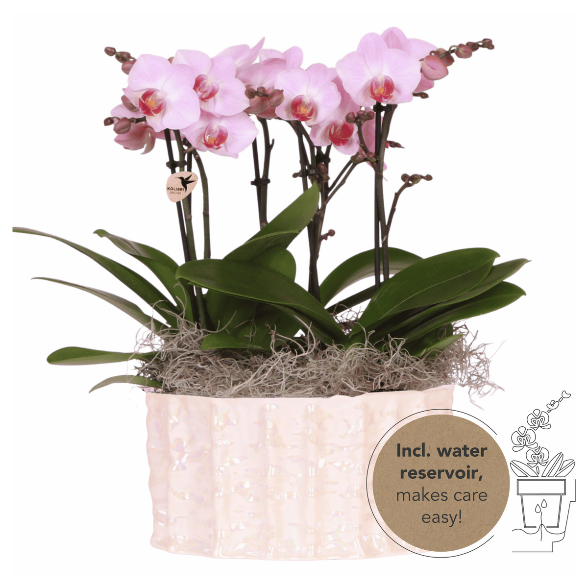 Orchidées Phalaenopsis roses Mineral Antwerpen - bouquet de 3 en coupe Oyster