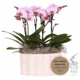 Orchidées Phalaenopsis roses Mineral Antwerpen - bouquet de 3 en coupe Oyster