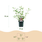 Buddleia Pink Delight - Arbre aux papillons rose - H 45 cm, pot Ø17 cm