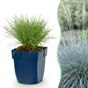 Fétuque bleue - H 15-25 cm, pot Ø11 cm
