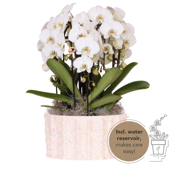 Orchidées Phalaenopsis blanches Niagara Fall en coupe Oyster - bouquet de 3