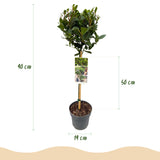 Laurier-sauce sur tige - Laurus nobilis - H 90 cm, pot Ø19 cm