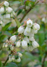Myrtilliers Reka - Vaccinium corymbosum - 5 plants - H 45 cm, pot Ø13 cm