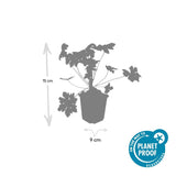 Géranium à grosses racines Ingwersen's Variety en godet - Geranium macrorrhizum - H 10-25 cm, pot Ø9 cm - photo 3