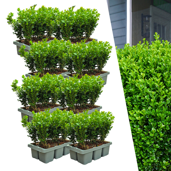 Buis NewGen Freedom en godet - 48 plants