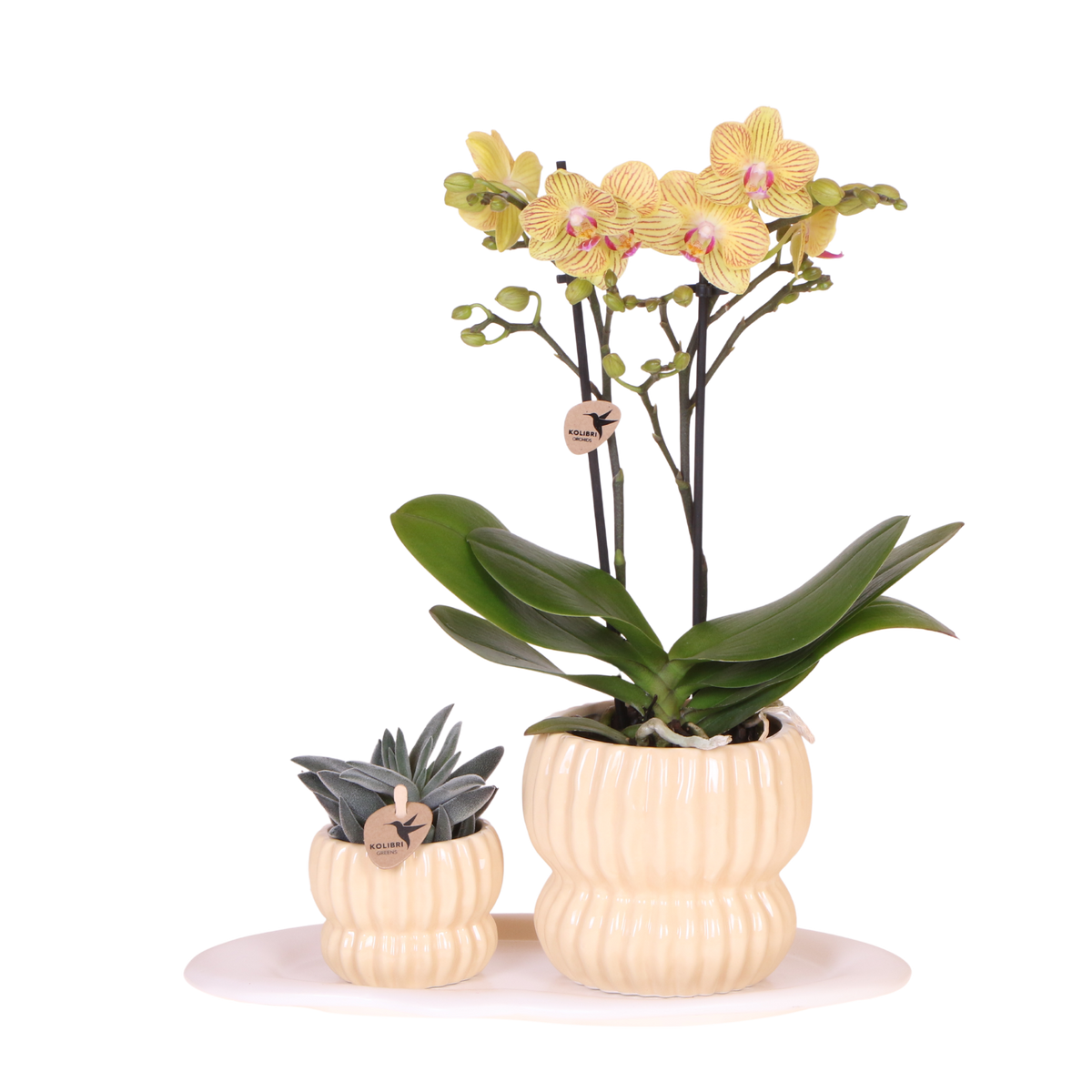Orchidée Phalaenopsis jaune Blossom Lima et succulente - coffret Horizon jaune