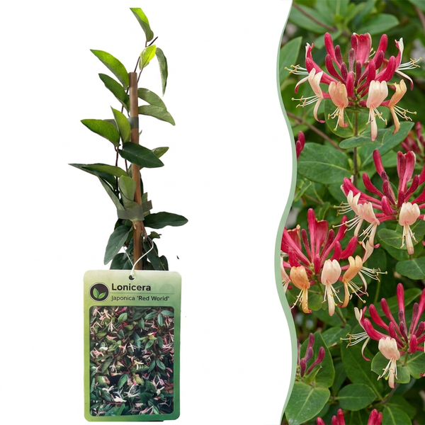 Chèvrefeuille du Japon Red World - Lonicera japonica - H 35 cm, pot Ø9 cm