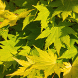 Érables du Japon Jordan - 2 plants - H 70 cm, pot Ø19 cm
