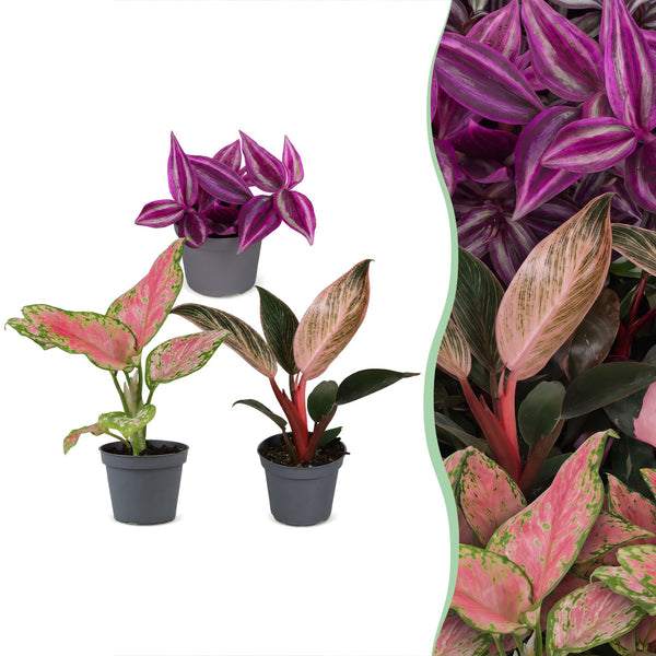 Baby Paradise - Tradescantia, Philodendron et Aglaonema - lot de 3 ou 6 - pot Ø6 cm