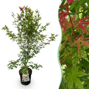 Érable du Japon Phoenix - H 90 cm, pot Ø26 cm