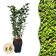 Green boutiQ - Heckenpflanzen - Ligustrum ovalifolium - grüne Blätter - 6 Pflanzen - 1 laufender Meter - immergrün - Topf 17cm Höhe 55cm