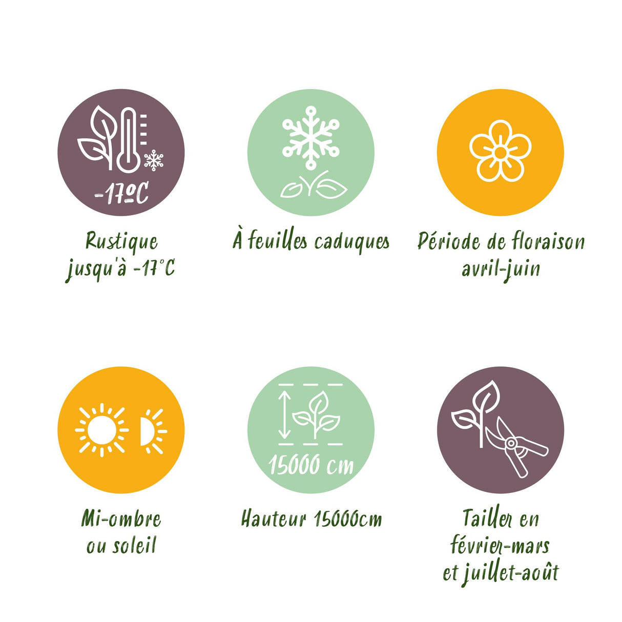 Glycine Prolific – Lot de 1 – Pot 11 cm – Hauteur 40 cm