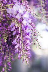 Wisteria floribunda 'Naga Noda' - Blauregen - Ø15cm - ↕65cm