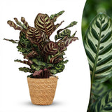 Green boutiQ – Zimmerpflanze – Pfauenpflanze – Calathea Makoyana – Grün – Pflegeleicht – 1 Pflanze – mit Korb – Topf 19cm – Höhe 70cm