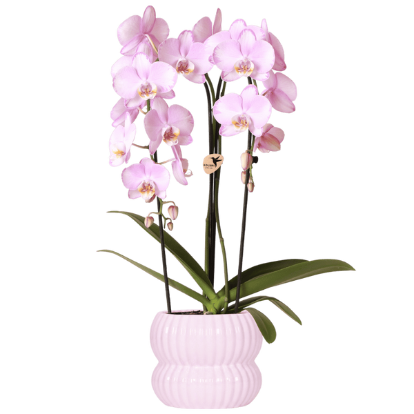 Orchidée Phalaenopsis rose Niagara Fall Xanion avec cache-pot Horizon rose clair