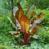 Bananier d'Abyssinie rouge Maurelii - Ensete ventricosum - 4 plants