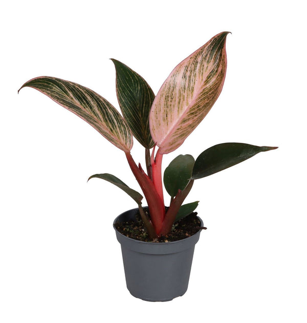 Mini Philodendron Pink Bikini - Philodendron hybride - H 10 cm, pot Ø6 cm