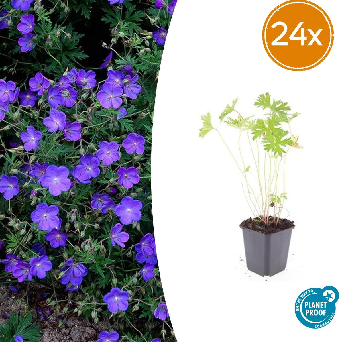 Géranium vivace Johnson's Blue en godet - Geranium hybride - H 10-25 cm, pot Ø9 cm