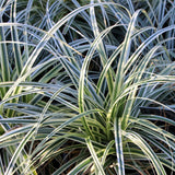 Groen boutiQ - Siergrassen - Carex oshimensis Everest - Wit en Groen - 2 Planten - Bladhoudend - Weinig Onderhoud - Pot 17cm Hoogte 50cm