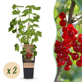 Groseillier rouge Jonkheer van Tets - Ribes rubrum - 2 plants