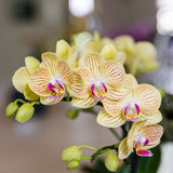 Orchidée Phalaenopsis jaune Blossom Lima avec cache-pot Melody crème