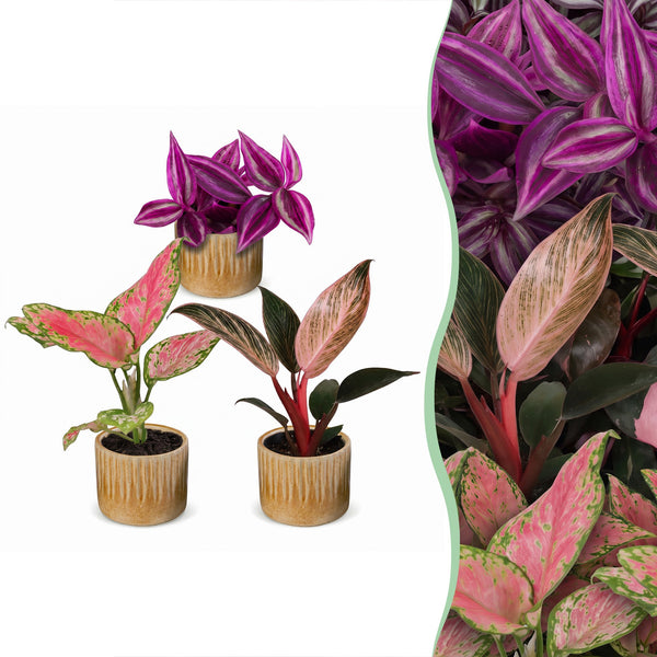 Baby Paradise avec cache-pots Linnea miel - Tradescantia, Philodendron et Aglaonema - lot de 3 ou 6 - pot Ø6 cm