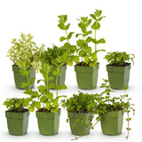 Groen boutiQ - Borderpakket - Thee kruiden - 8 Vaste planten - 1 m2 - Diversen kleuren - Weinig Onderhoud - Pot 11cm