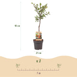 Prunier Victoria - Prunus domestica