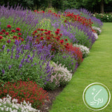 Kit de vivaces parfumées - 24 plants pour 3 m² - H 25 cm, pot Ø11 cm