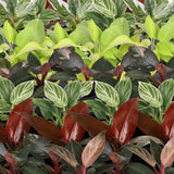 Baby Philodendron - lot de 6 mini plantes avec cache-pots Linnea miel
