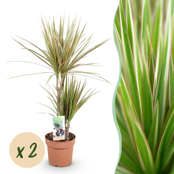 Dracaena marginata Bicolor – 2er-Set – Höhe 70-75 cm