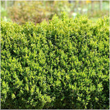 [NL: 1 meter Buxus Sempervirens haag - ↕ 20 cm - 6 x Ø12 cm]