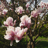 Green boutiQ - Sträucher - Magnolia Soulangiana - Blüten Hellrosa - 1 Pflanze - Laubabwerfend - Wenig Pflege - Topf 17cm Höhe 45cm