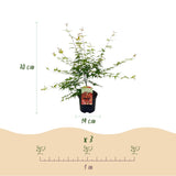 Érables du Japon Pink Dwarf - 2 plants - H 70 cm, pot Ø19 cm