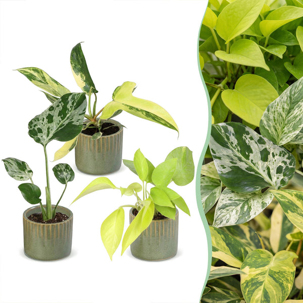 Baby Tropical avec cache-pots Linnea vert olive - Monstera et Philodendron - lot de 3 ou 6 - pot Ø6 cm