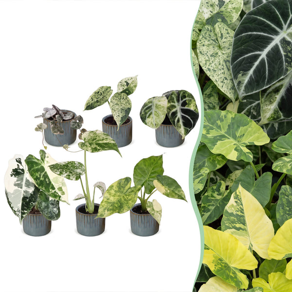 Baby Variegata avec cache-pots Linnea bleu brume - Alocasia, Monstera et Ceropegia panachés - lot de 3 ou 6 - pot Ø6 cm