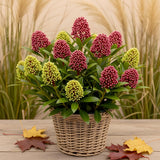 Skimmia japonica Festival