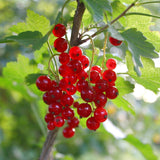 Groseillier rouge Jonkheer van Tets - Ribes rubrum - 2 plants