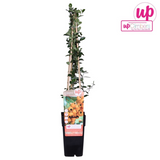Buisson ardent Soleil d'Or - Pyracantha - H 65 cm, pot Ø15 cm