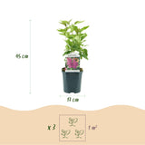 Lilas Ludwig Späth - H 45 cm, pot Ø17 cm
