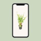 Érable du Japon Going Green - Acer palmatum - H 50 cm, pot Ø19 cm