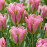 Tulipe Striped Crown en mélange - 96 bulbes