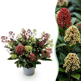 Skimmia japonica Festival