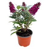 Green boutiQ - Gartenpflanze - Buddleja davidii Butterfly Candy Little Ruby - Schmetterlingsflieder - Kompakt - Rot - 1 Pflanze - Topf 12cm - Höhe 20-25cm