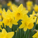 Narcisse February Gold - calibre 10/12