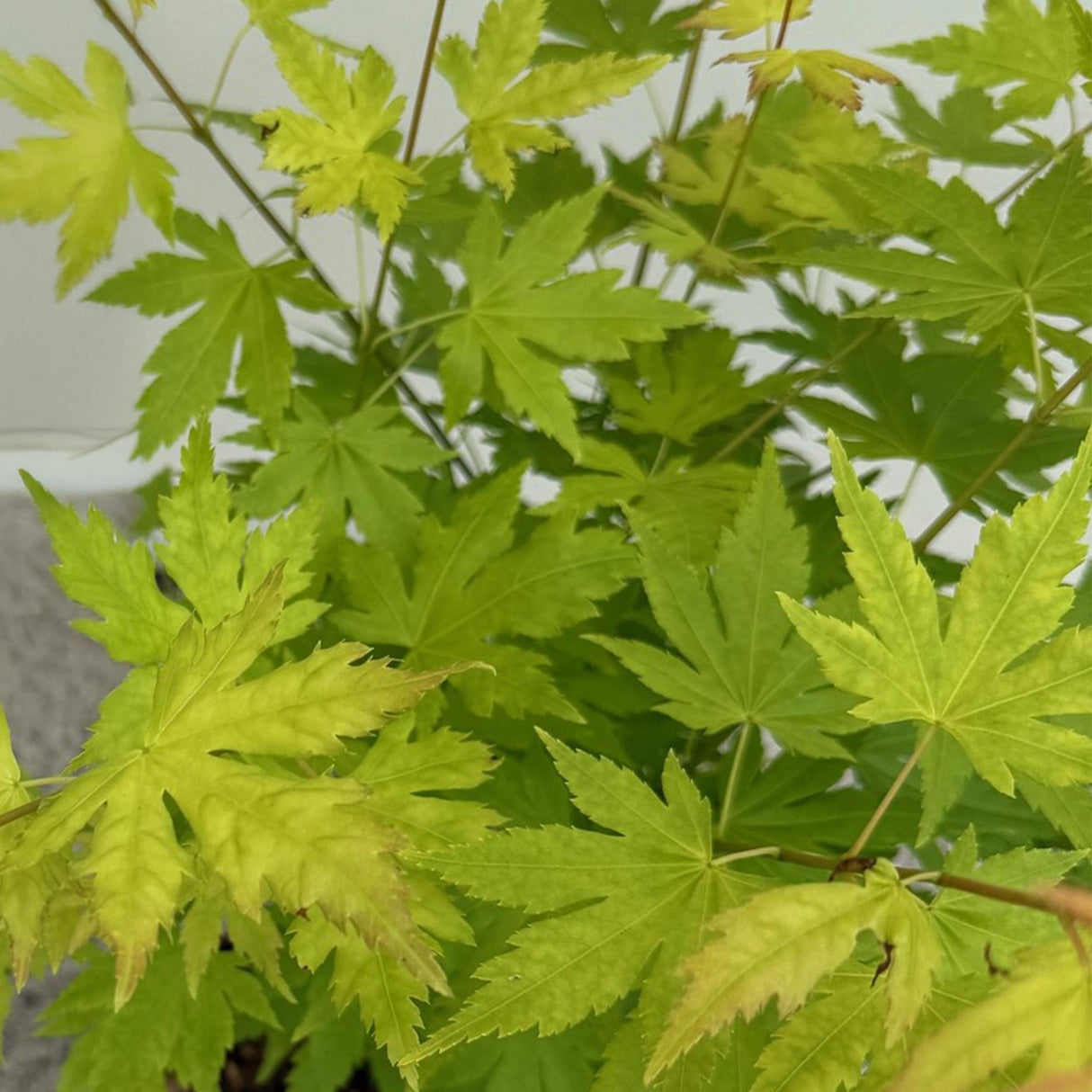 Acer palmatum Orange Dream – Lot de 3 – Pot 12 cm