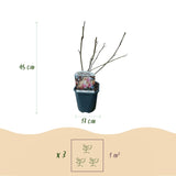 Green boutiQ - Sträucher - Magnolia Soulangiana - Blüten Hellrosa - 1 Pflanze - Laubabwerfend - Wenig Pflege - Topf 17cm Höhe 45cm
